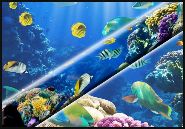 Ocean Reef Tropical Fish