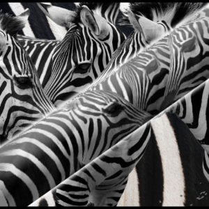 Zebra Cues